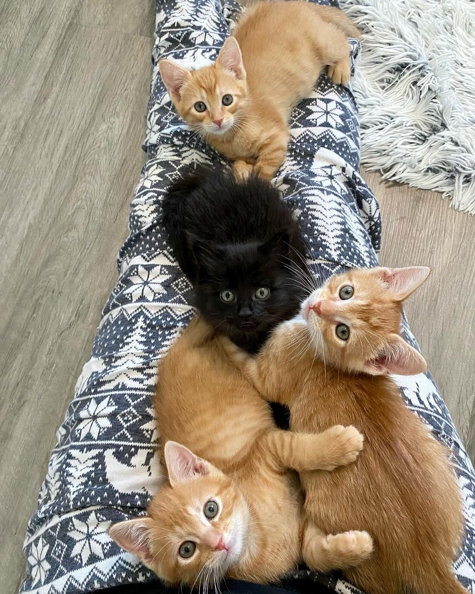 lap cats ginger kittens