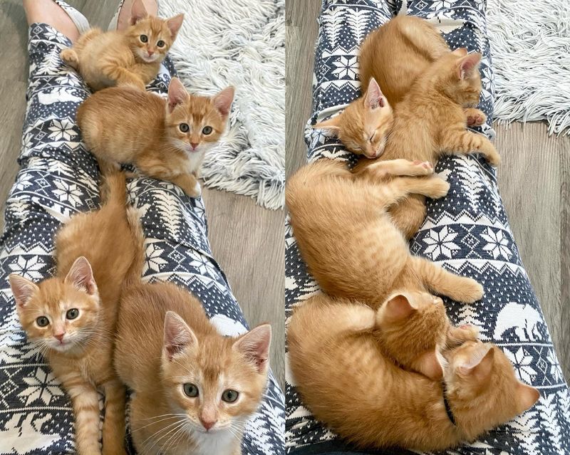 ginger kittens lap cats