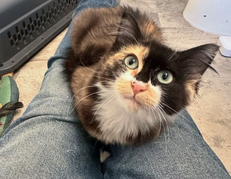 calico kitten lap cat