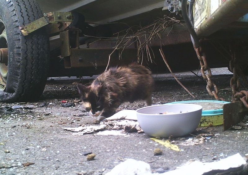 stray calico kitten lot