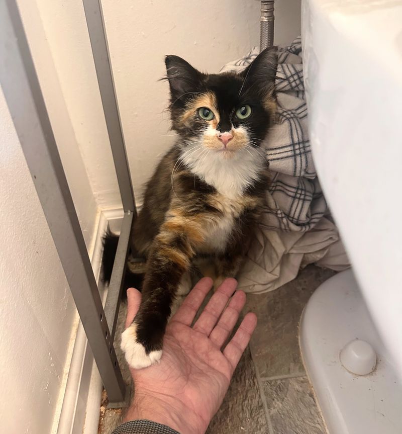 calico cat holding hands