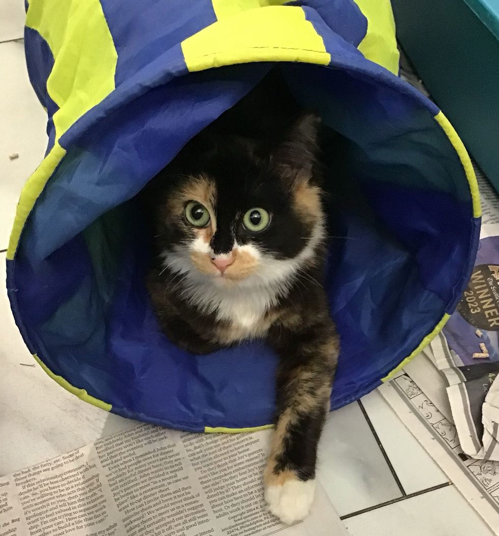 calico cat tunnel toy