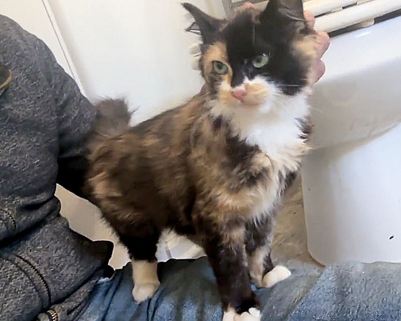 calico cat on lap