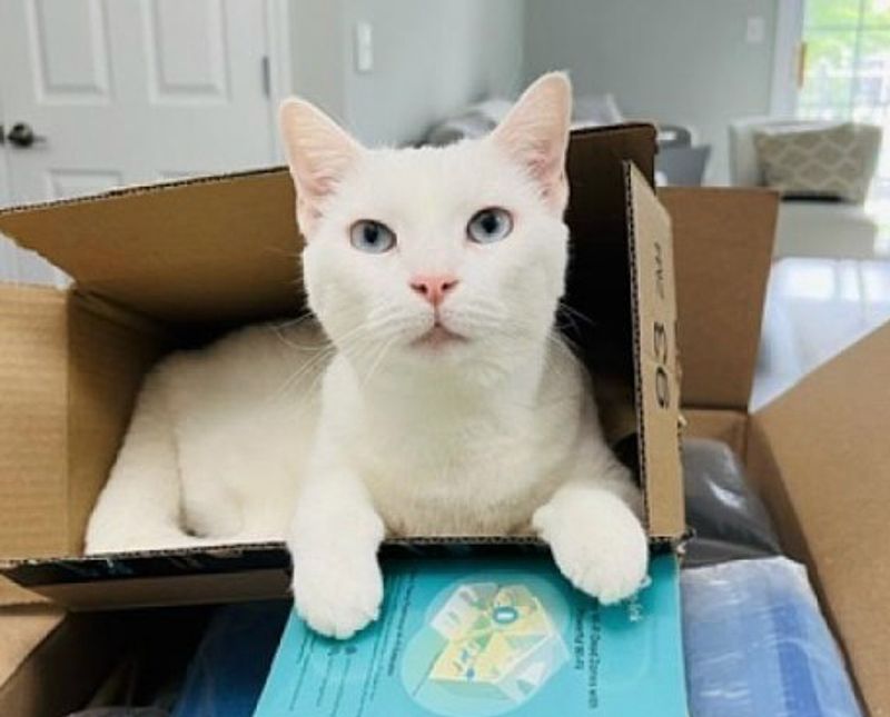 cat fitting in boxes