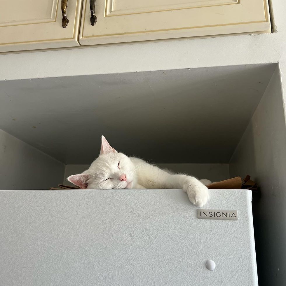 white cat sleeping on fridge