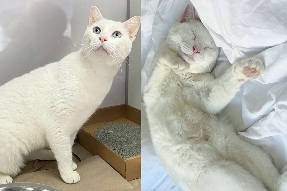 Deaf Cat Has a Clean, Comfy Place for the First Time, She's Truly Living Up to Her New Name