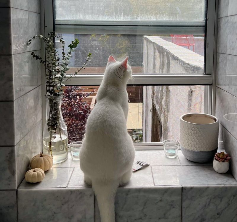 cat watching window