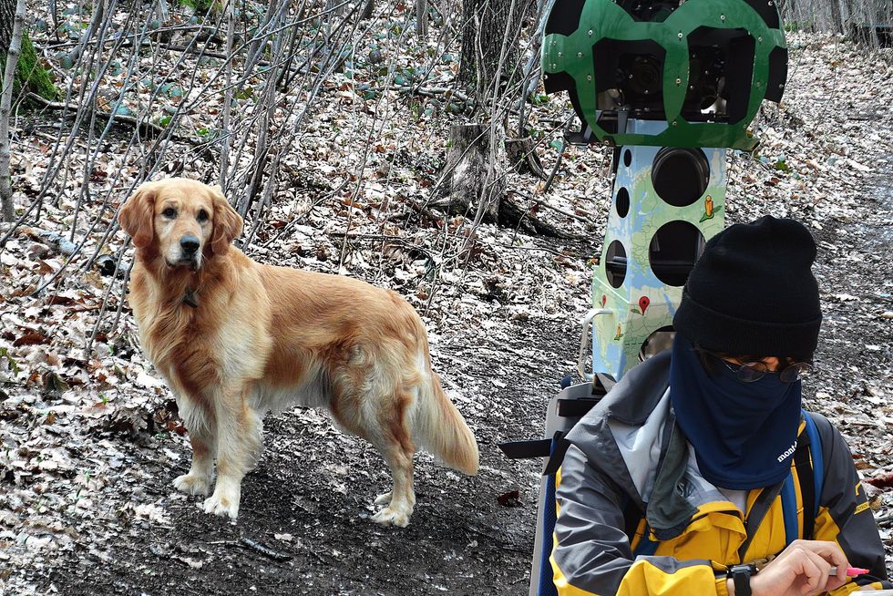 Lovable Golden Retriever follows maps trekker and photobombs over 1,000 locations