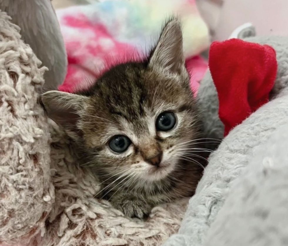 tabby kitten snuggly