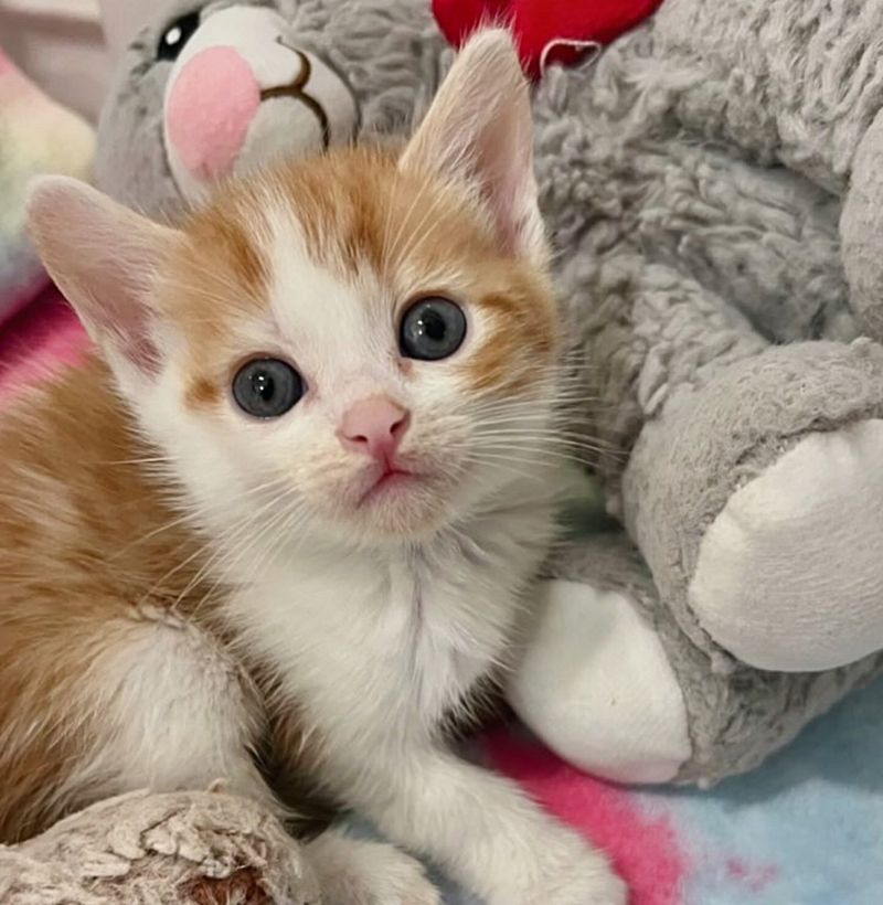 fluffy ginger kitten snuggly