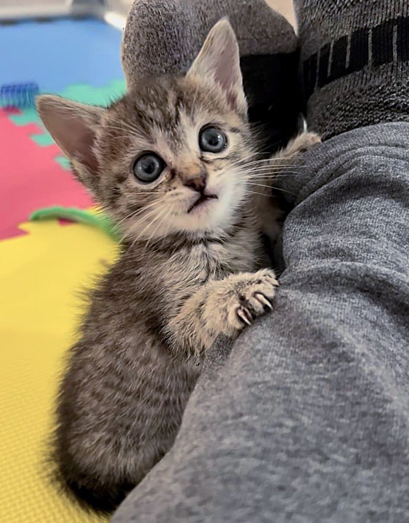 tabby kitten claws lap