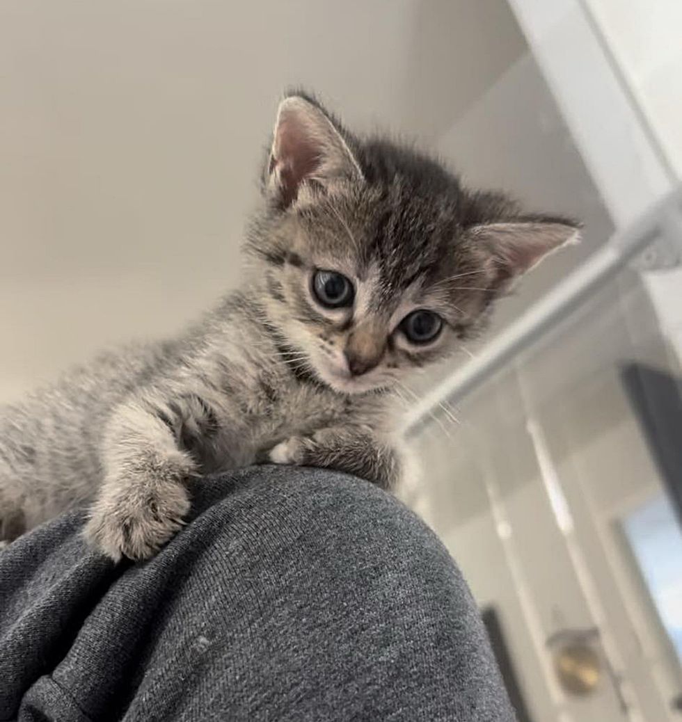 tabby kitten lap cat