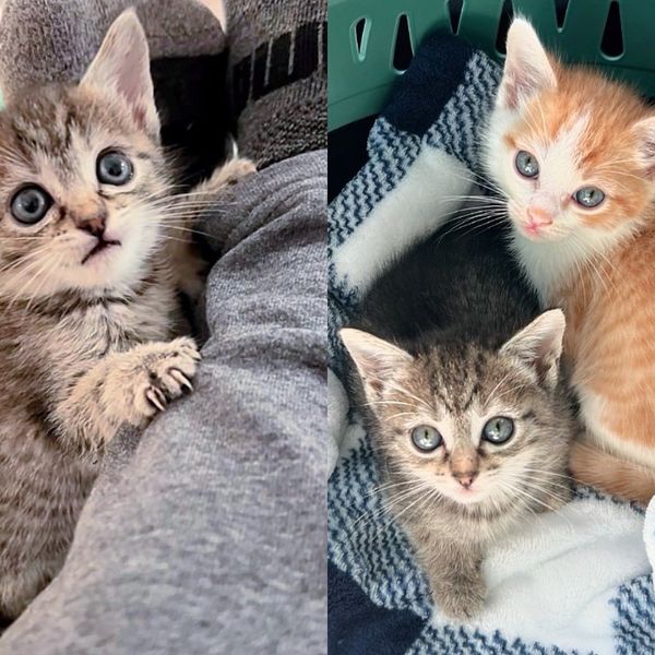 They Take in Kittens Who Have Trouble Walking and Transform Them into Climbing Cats in a Few Days