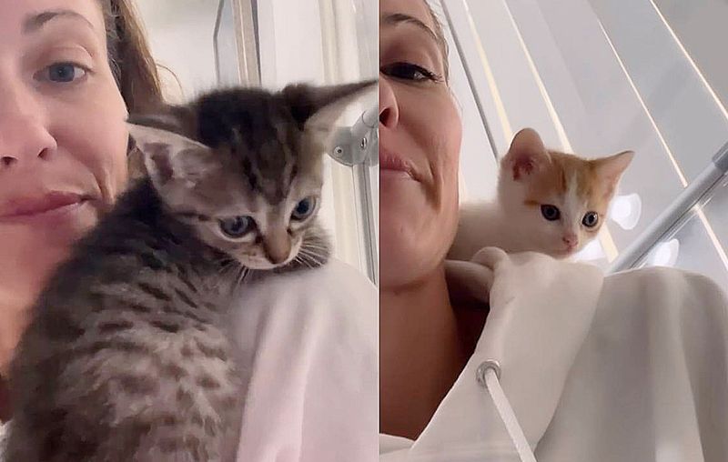 kittens climbing shoulders