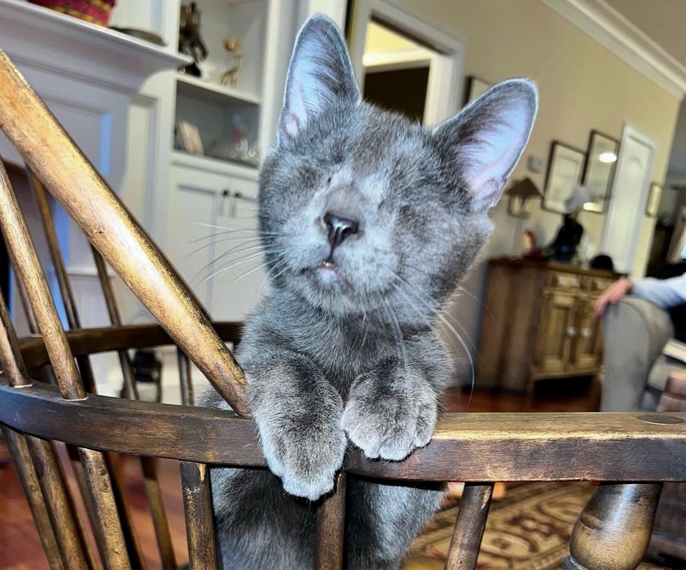 blind gray kitten chair