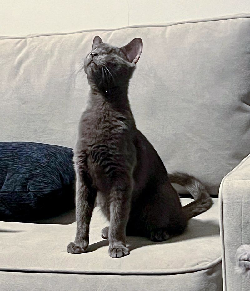 confident blind kitten couch