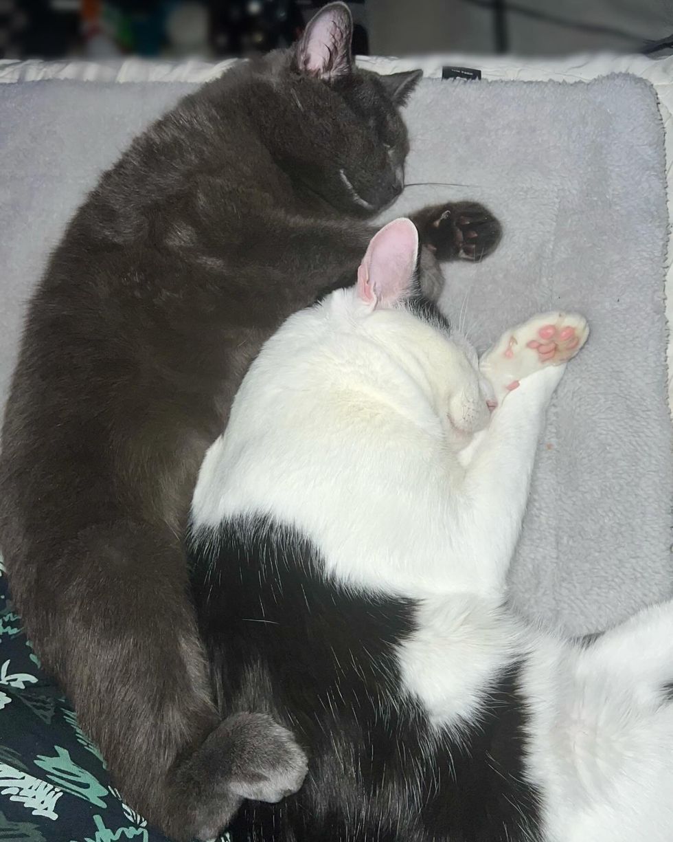 snuggly sleeping cats