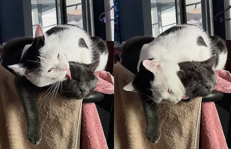 cat cleans blind kitten