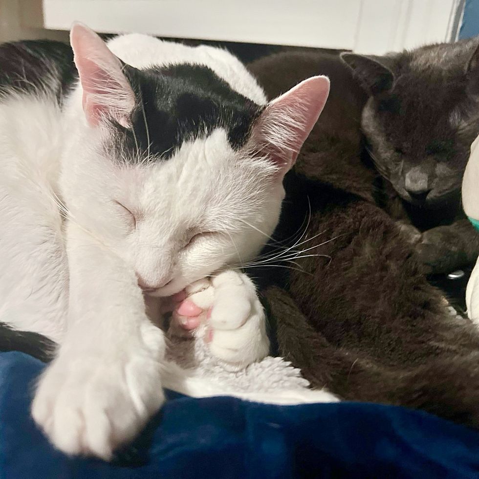 snuggly sleeping cats