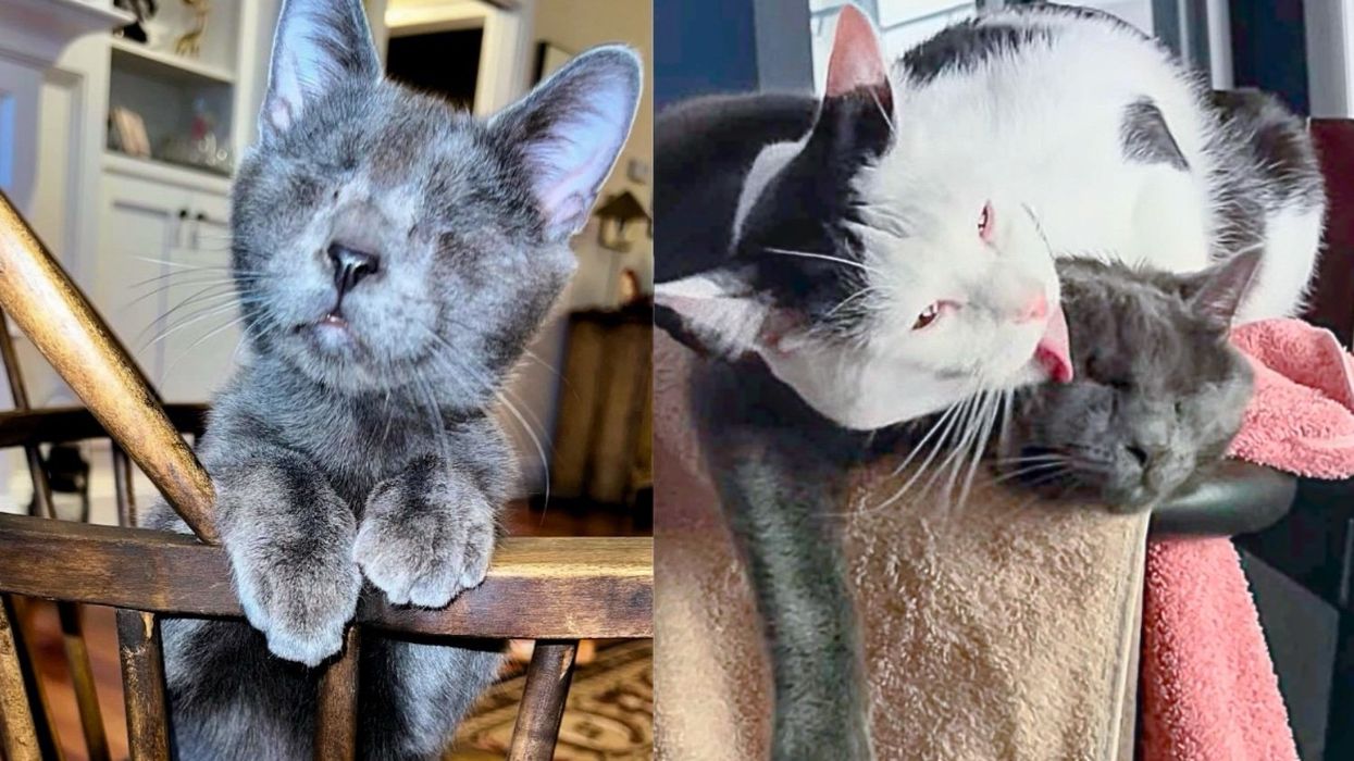 Blind Kitten, Once Lost Outside, Now Melts Every Heart He Touches and Grows So Close to a Cat