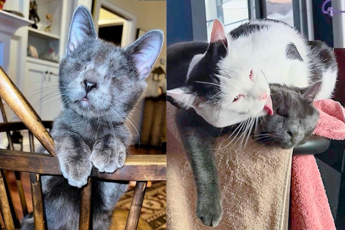 Blind Kitten, Once Lost Outside, Now Melts Every Heart He Touches and Grows So Close to a Cat