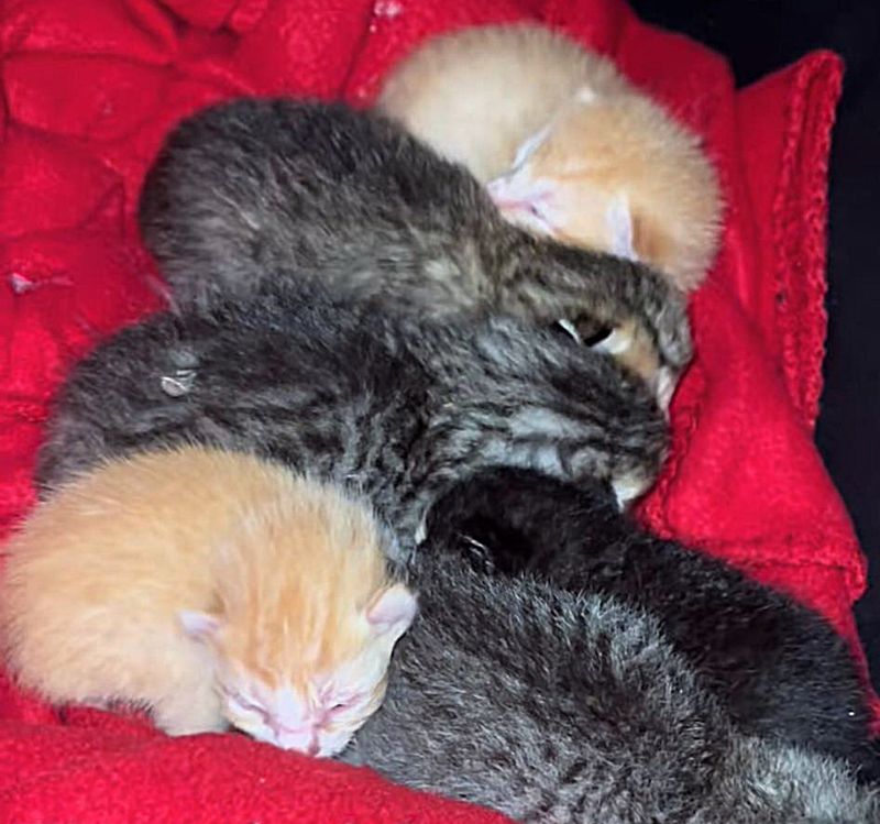 newborn kittens sleeping