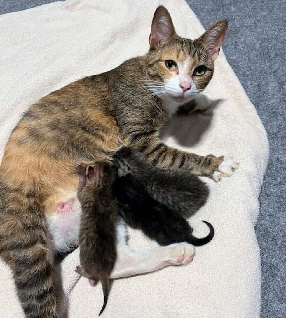 cat mom nursing kittens