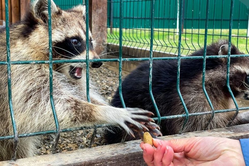 Woman's 'innocent' habit results in over 100 portly raccoons swarming her home demanding food