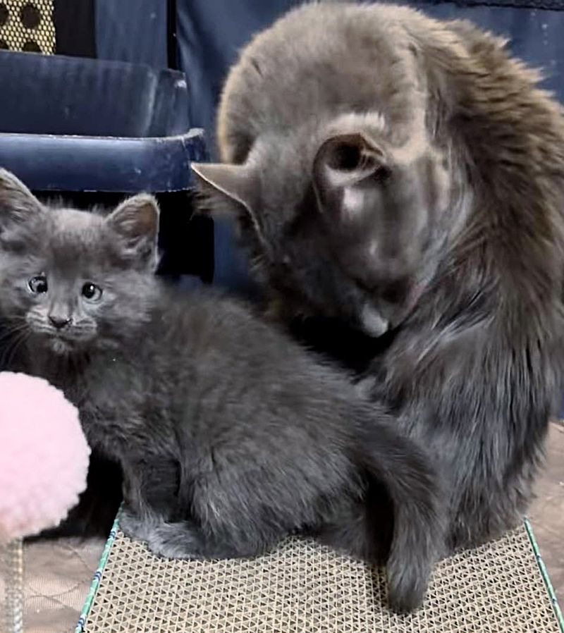 nebelung cat kitten