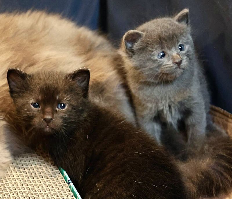 kittens happy eyes