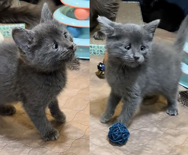 playful gray kitten