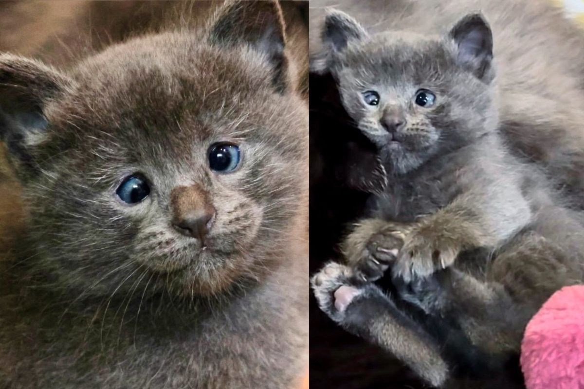 Person Offers Shelter Cat and Three Kittens Fresh Start, One of Them is Quick to Take Charge