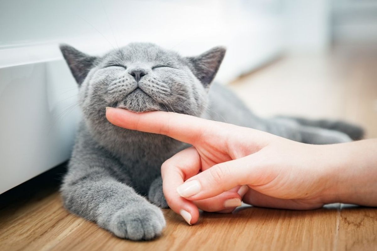 gray cat with chin being scratched by a person's finger