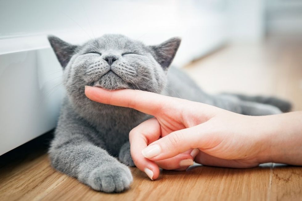 Someone asked what they should know about having a cat. Thousands of people offered input.