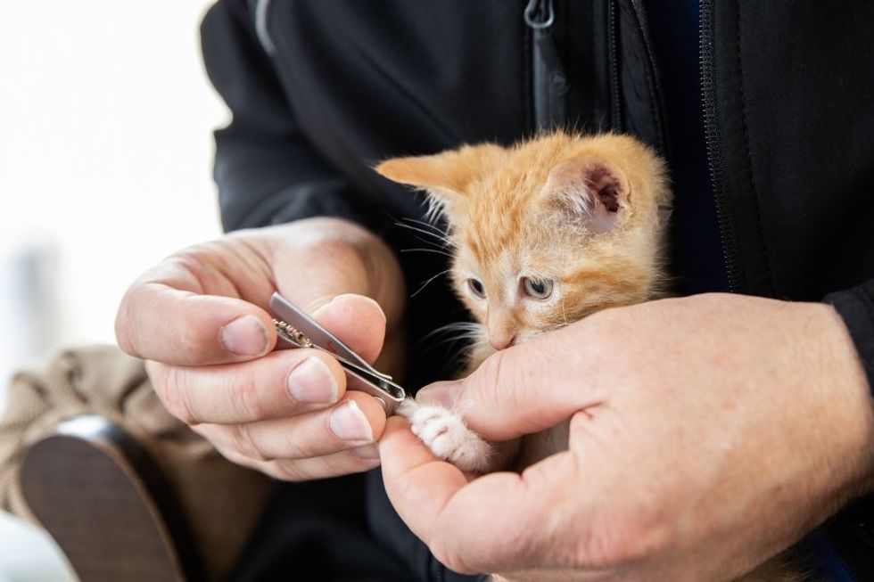 orange kitten having claws trimmed