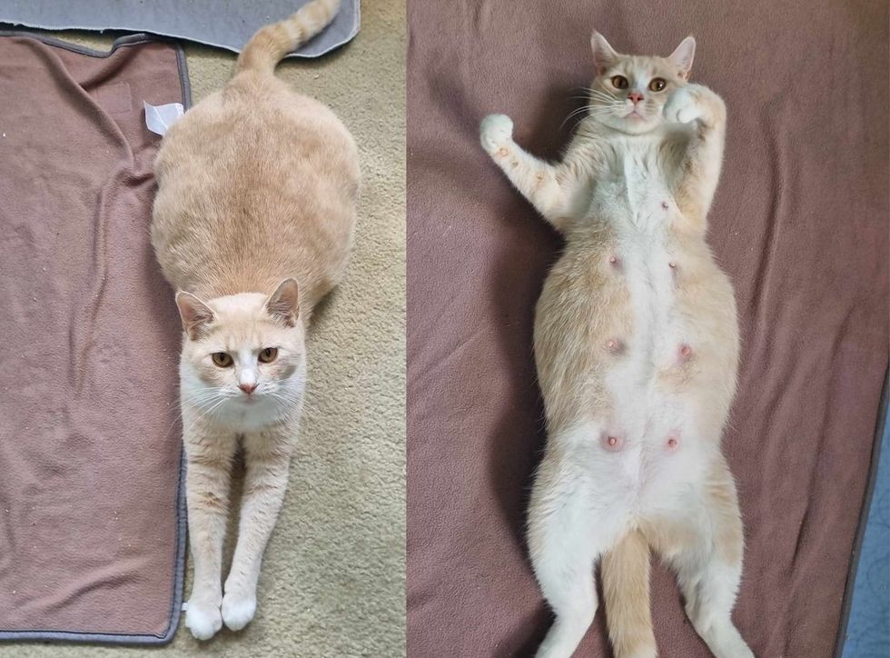 happy cat pregnant belly