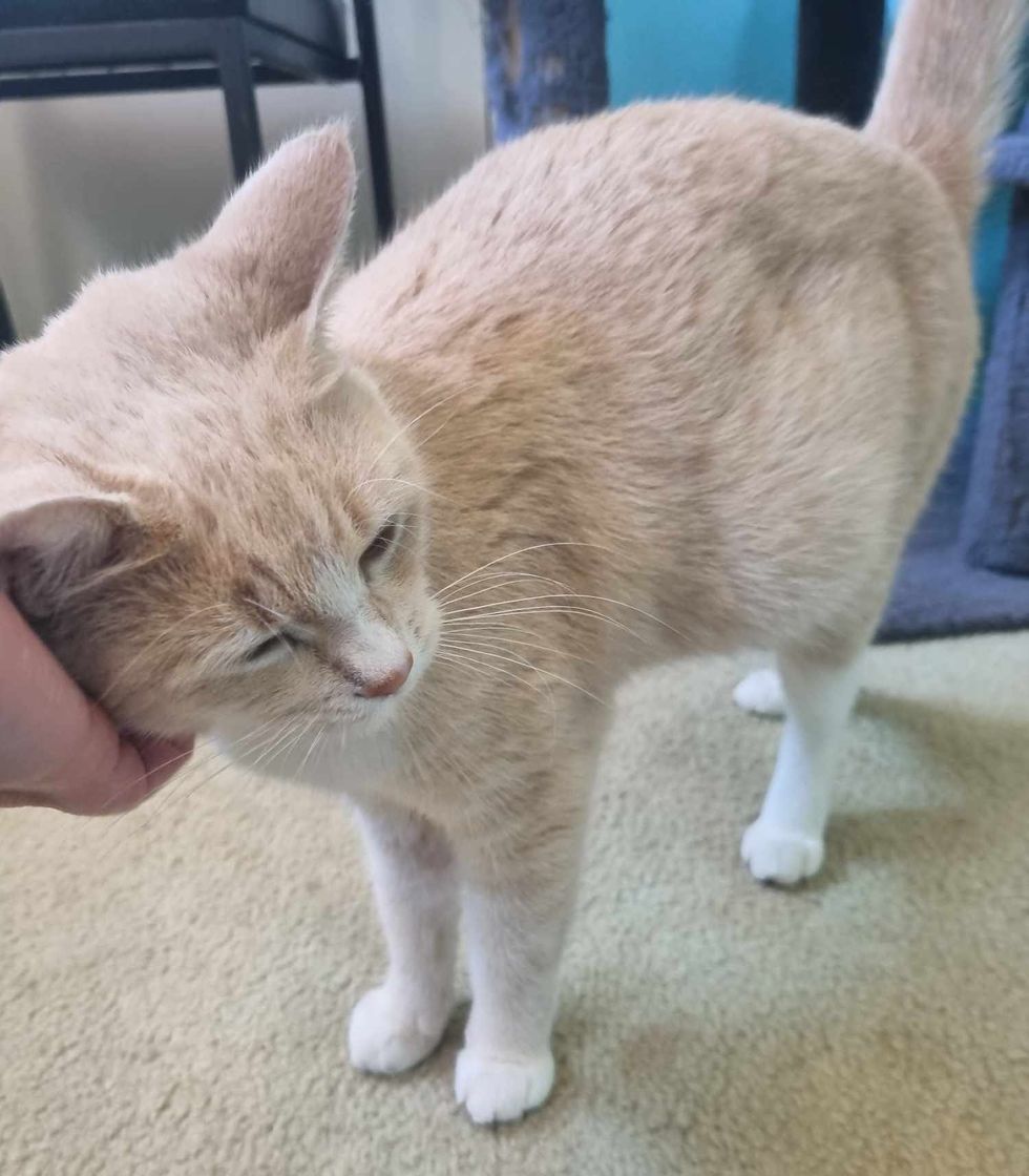 cat snuggly pets