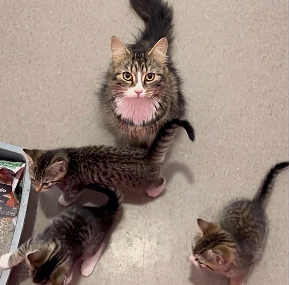 shelter cat kittens