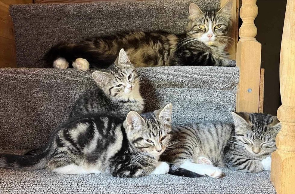 tabby cat kittens home