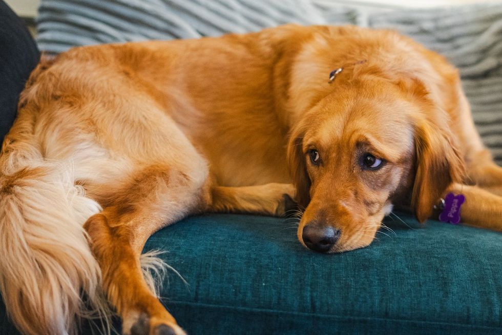 Meet Pippa, the therapy dog changing lives at a Michigan high school