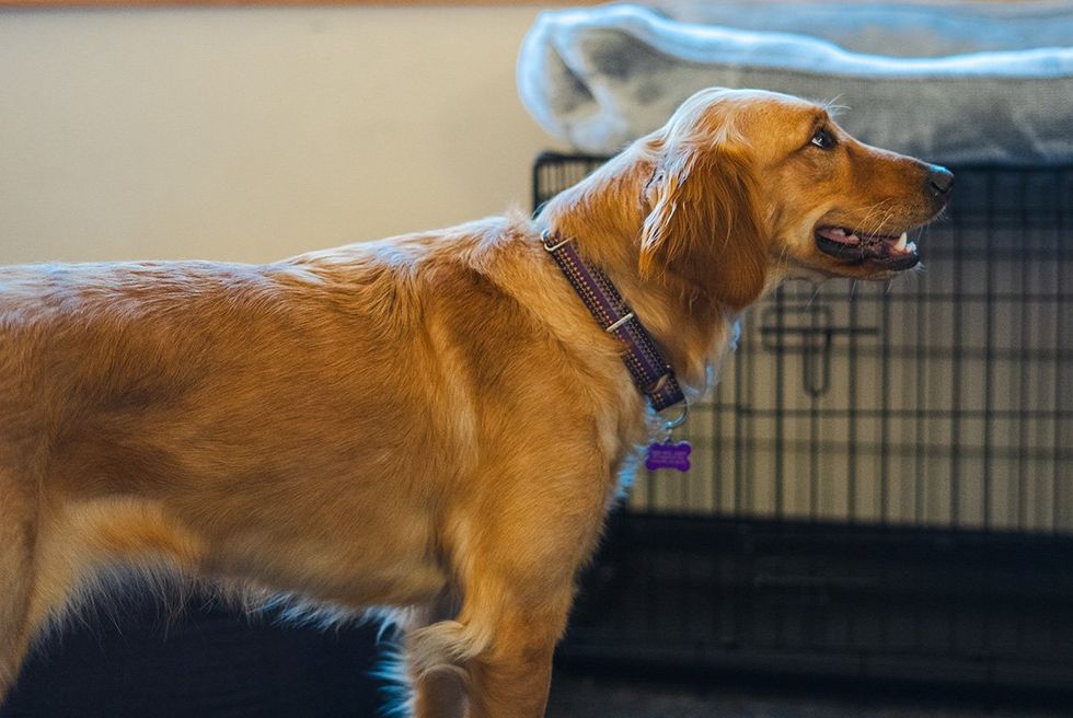 Pippa the trained therapy dog.