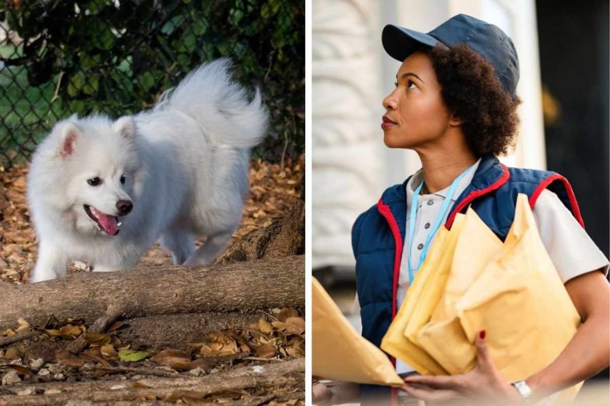 mail carrier; postal carrier; mailman; postal worker; dogs and mail carriers; dogs off leash