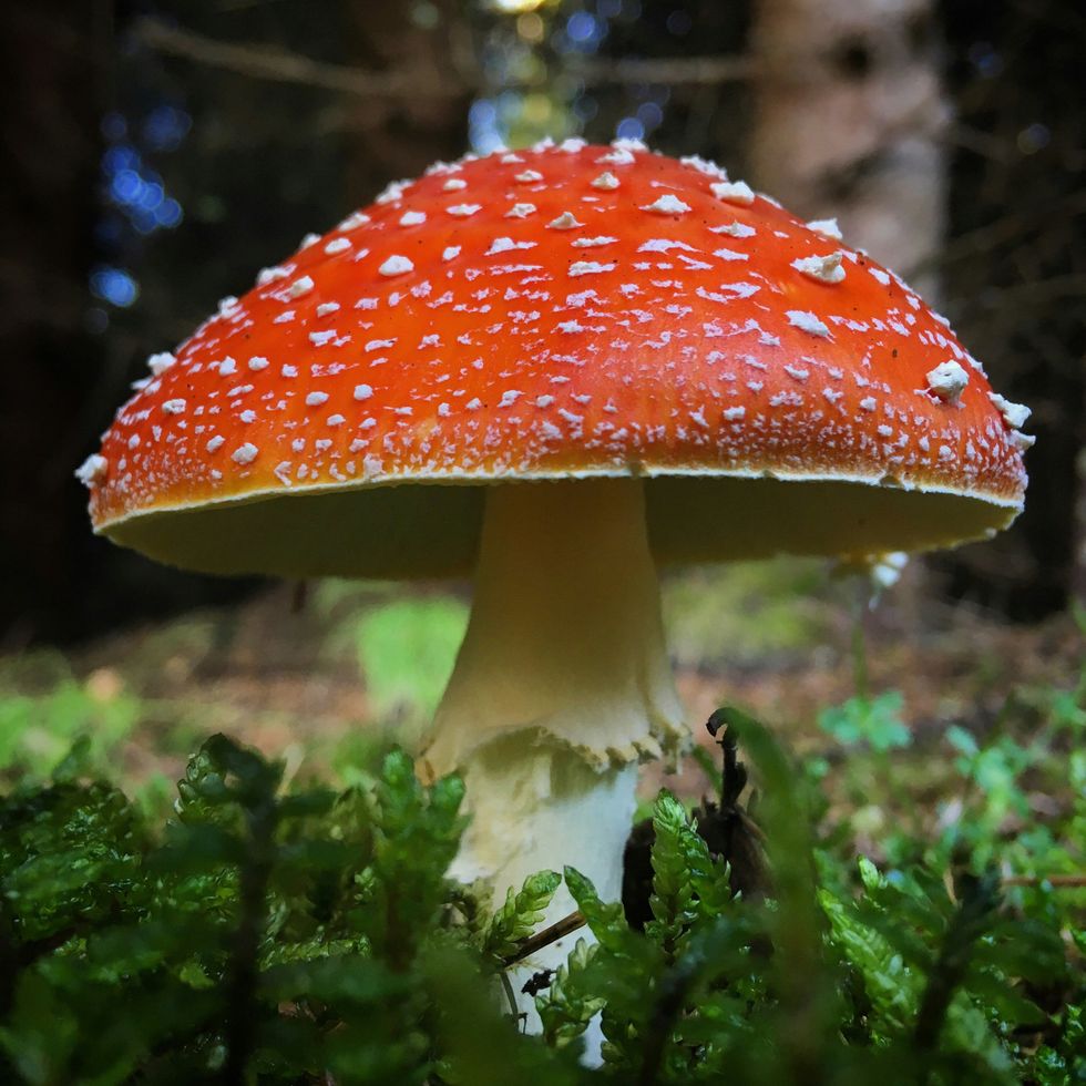 a poisonous mushroom