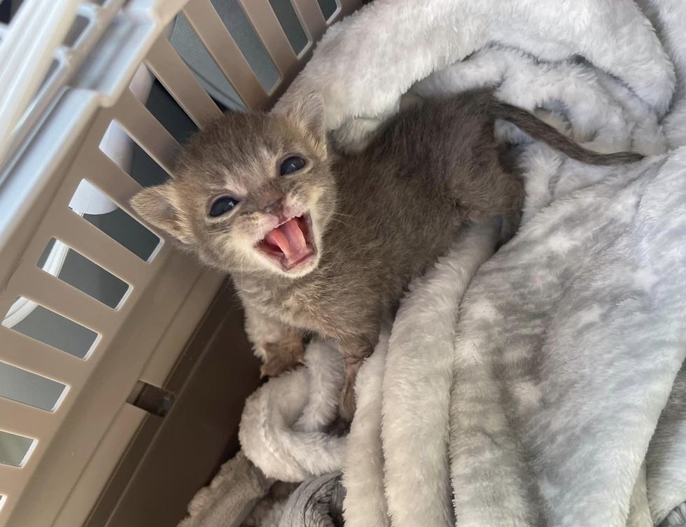 kitten scream cute