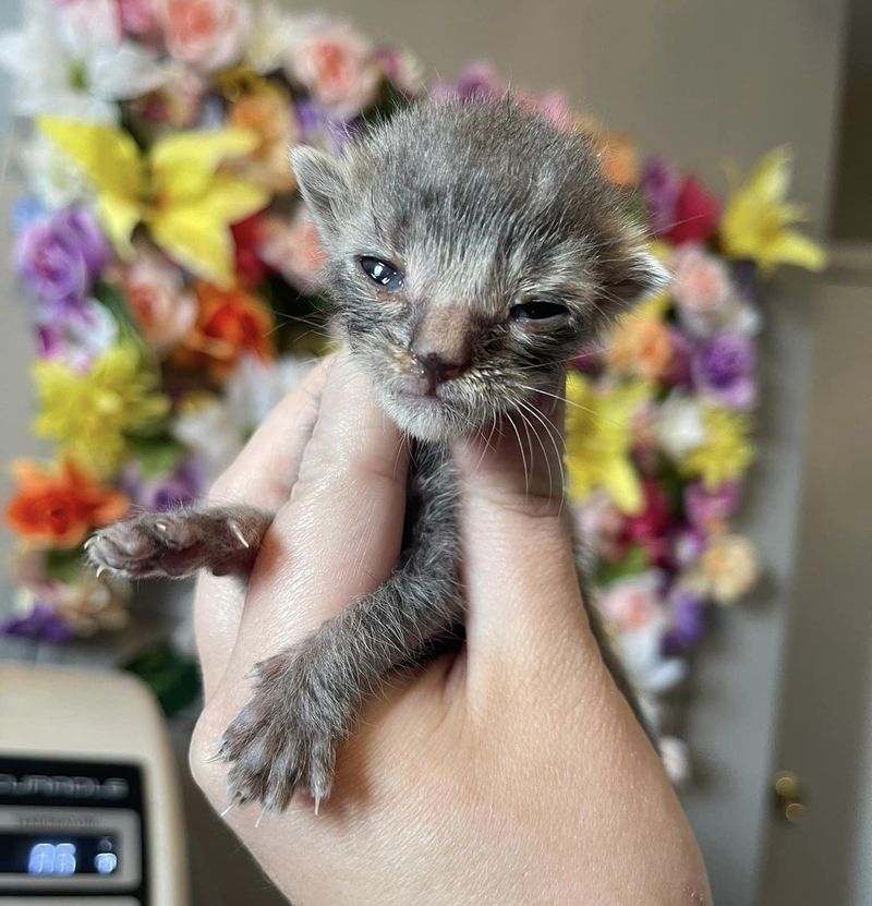 sweet tiny rescued kitten