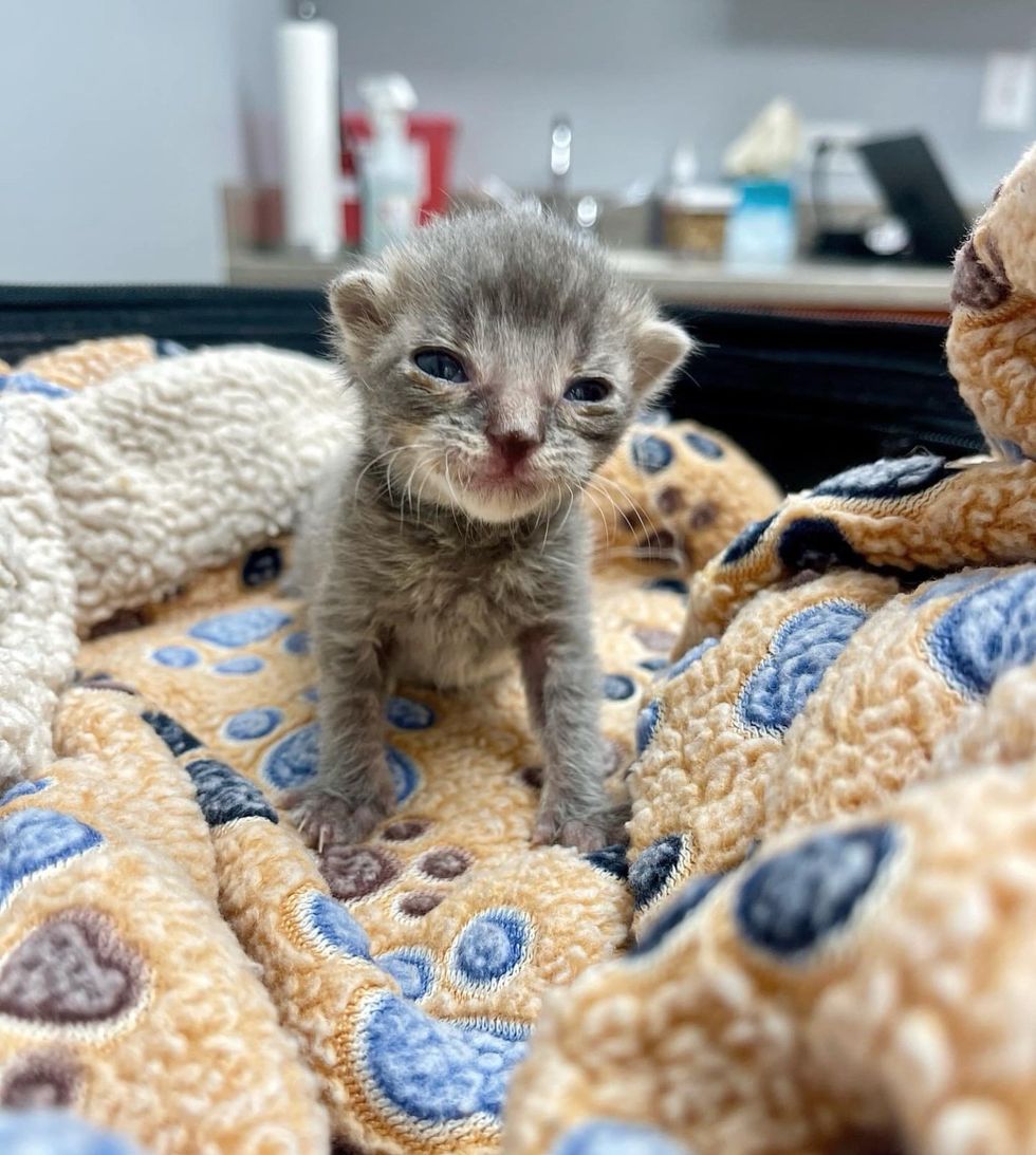 tiny kitten blanket