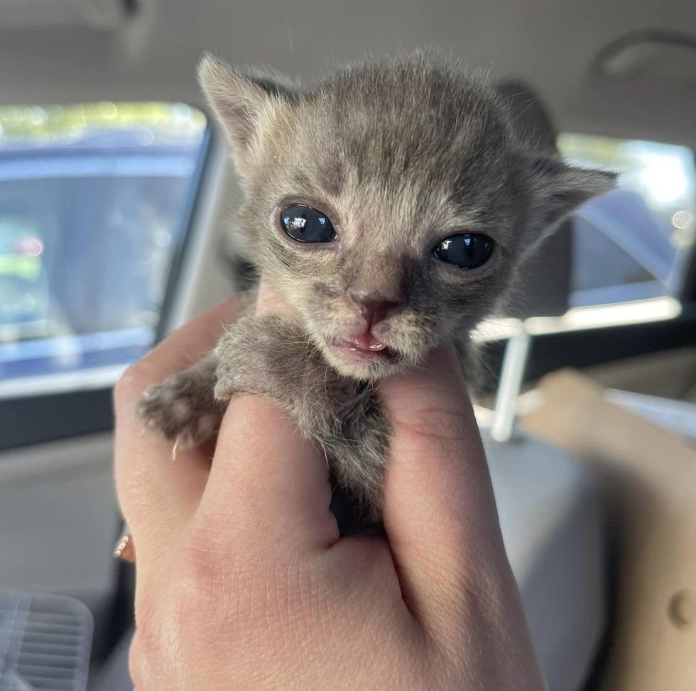 kitten big eyes tiny