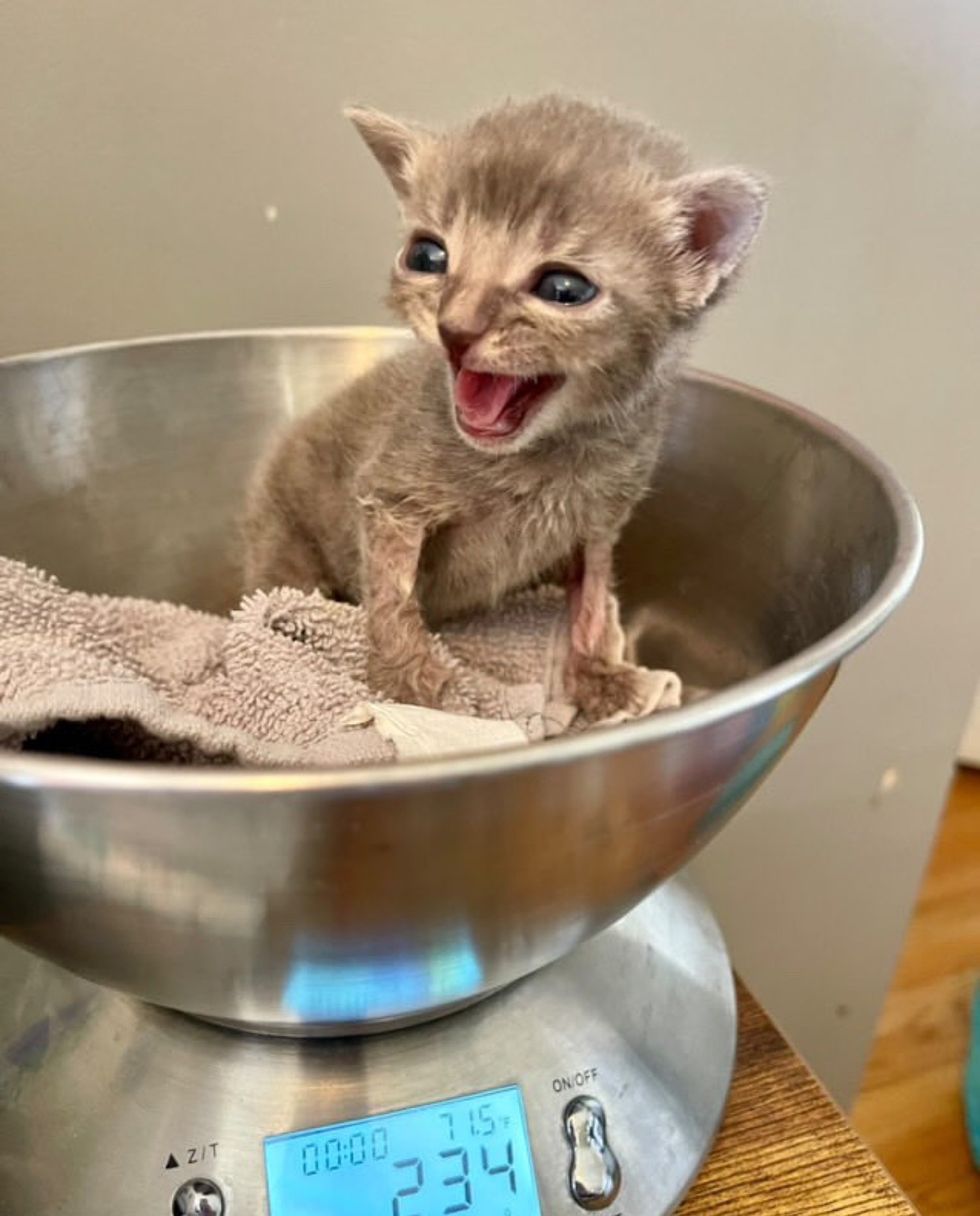 kitten loud voice weighing