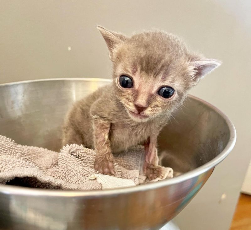 kitten tiny big eyes