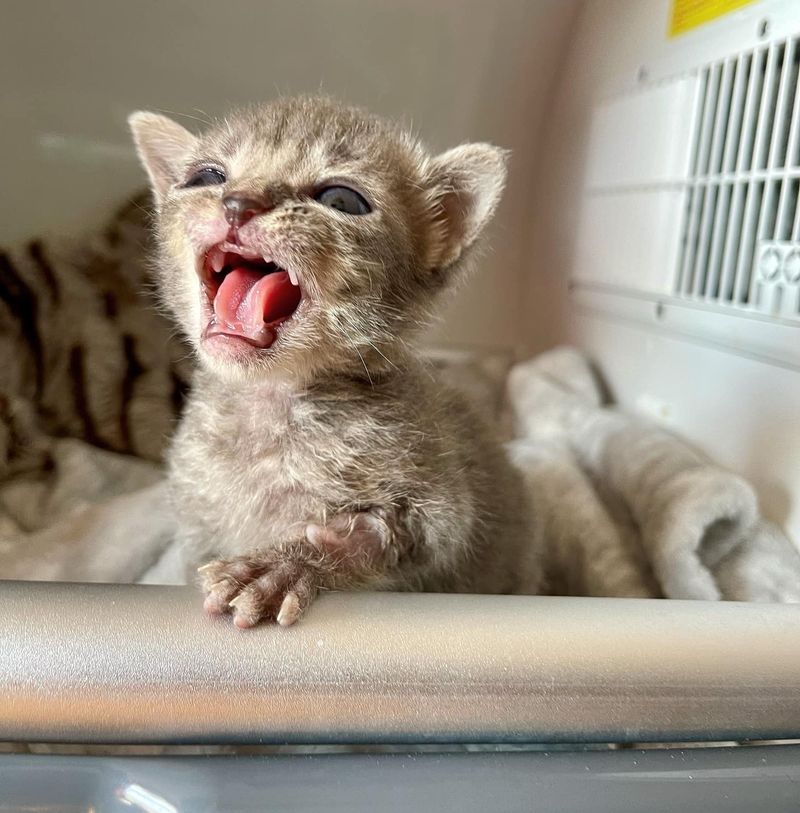 tiny kitten big voice